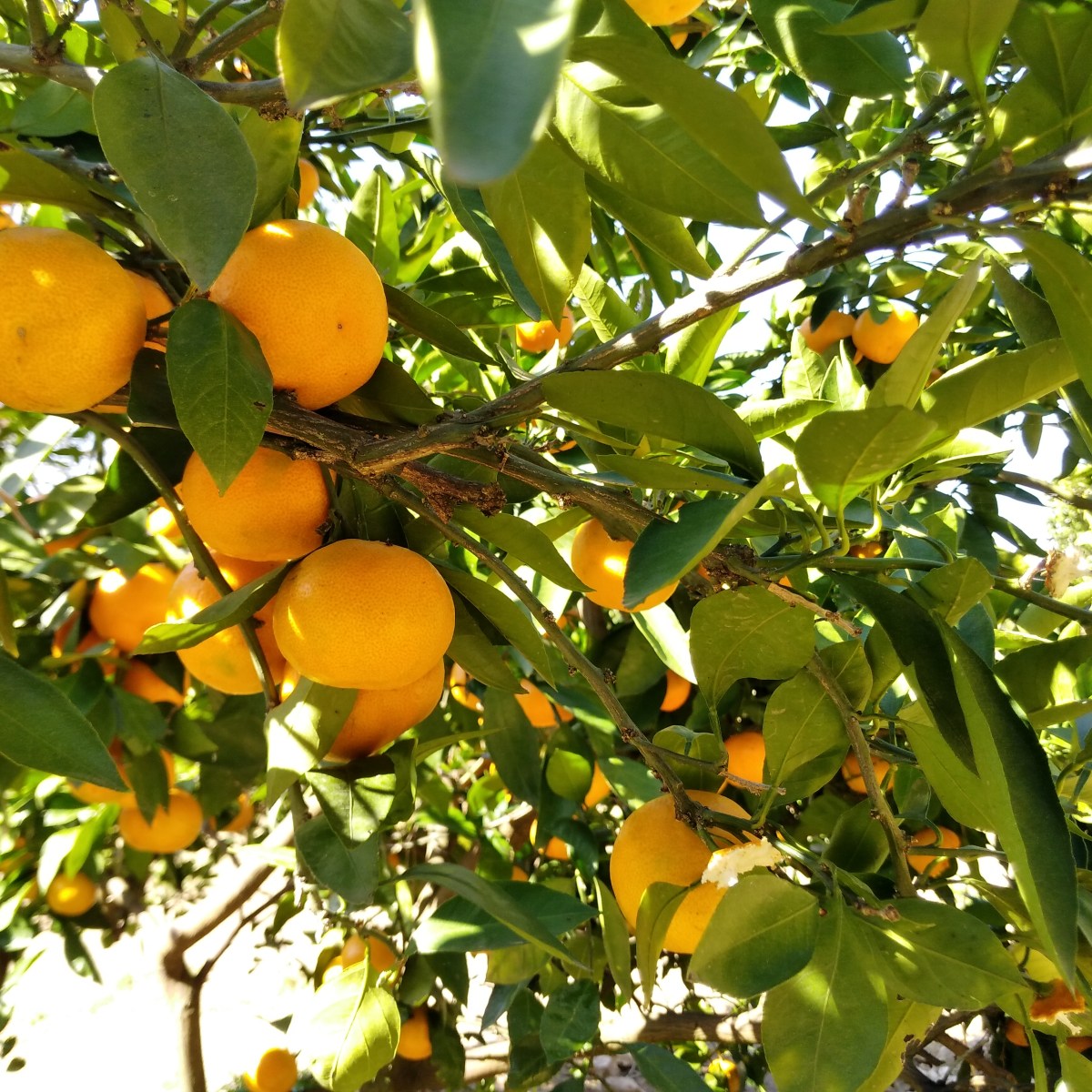 ▶ Kimi no Nikki (novembre~décembre 2022)