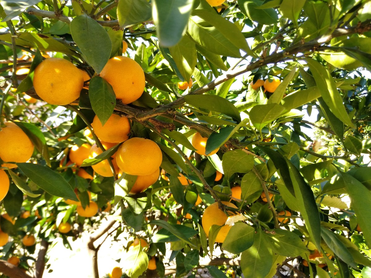 ▶ Kimi no Nikki (novembre~décembre 2022)