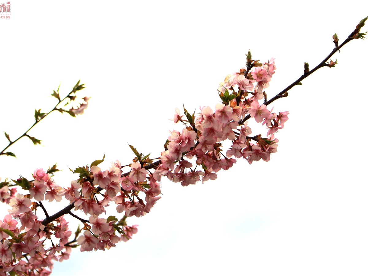 ▶ Just One Yesterday : Kimi no Nikki (février&nbsp;2021)