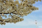 Hanami – Hirakata – Yamahara Park&nbsp;(3)