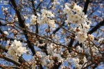 Hanami – Hirakata – Yamahara Park&nbsp;(5)