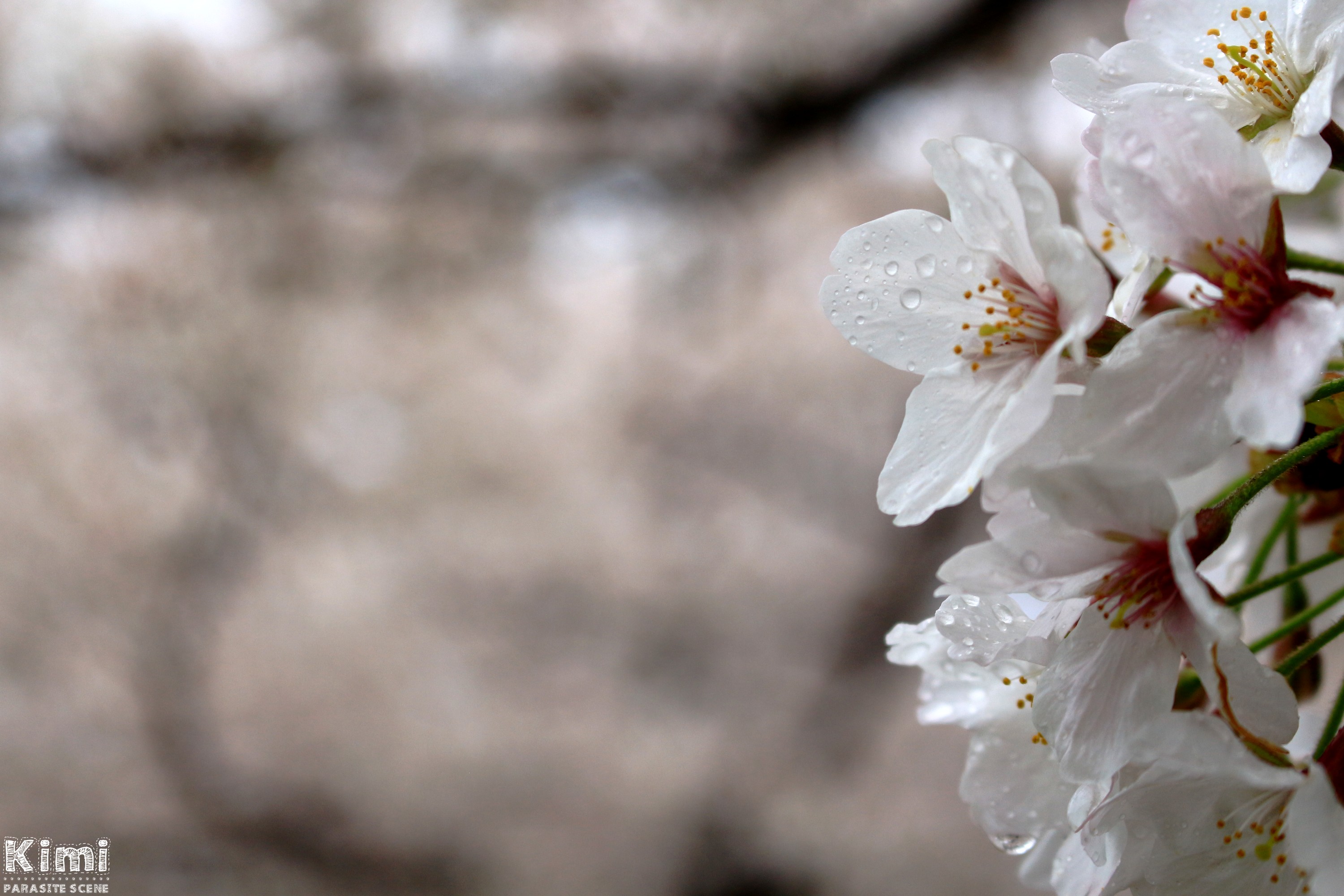 Hanami - Osaka Castle Park (2)