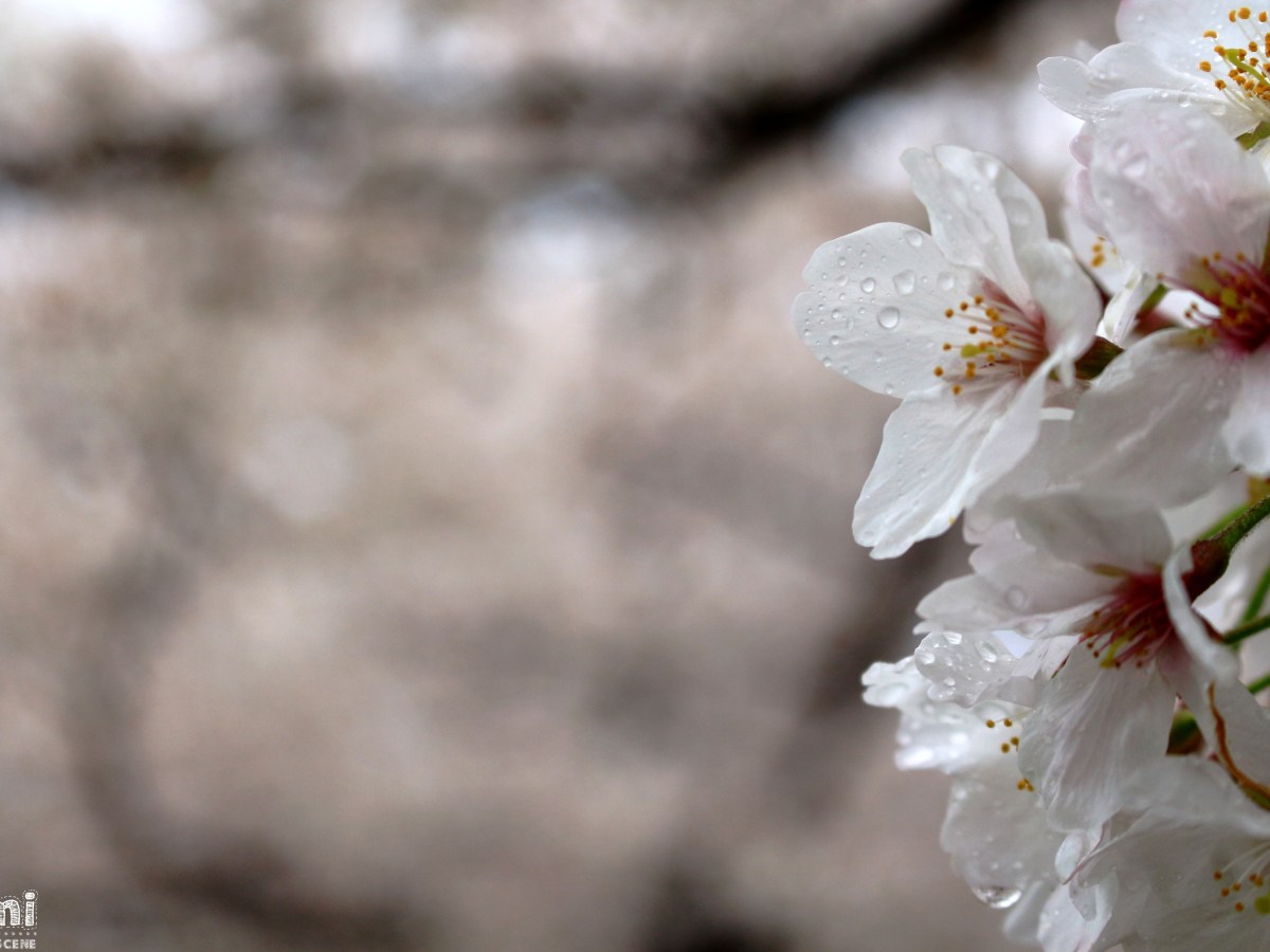 ▶ Velonica : Kimi no Nikki (mars&nbsp;2021)