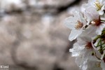 Hanami – Osaka Castle Park&nbsp;(2)