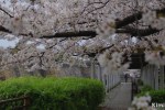 Hanami – Osaka Castle Park&nbsp;(3)