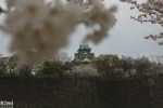 Hanami – Osaka Castle Park&nbsp;(5)