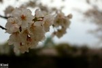 Hanami – Osaka Castle Park&nbsp;(6)