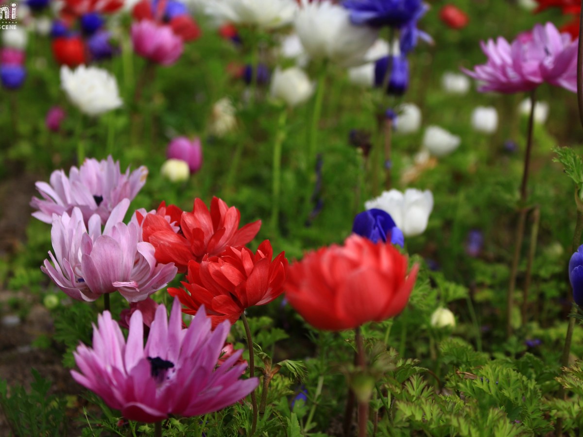 ▶ Lost in the Echo : Kimi no Nikki (mai&nbsp;2021)